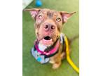 Adopt Lucy a Shar Pei / Doberman Pinscher / Mixed dog in Ft.