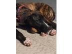 Adopt Cowboy a Brindle Great Dane / Mixed dog in Lakewood, CO (41166304)