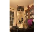 Adopt Oliver a White (Mostly) Domestic Mediumhair / Mixed (medium coat) cat in