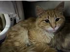 Adopt Chester a Orange or Red Domestic Mediumhair / Mixed Breed (Medium) / Mixed