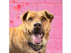 Adopt Syrup a Brown/Chocolate Chow Chow / Mixed Breed (Medium) / Mixed (short