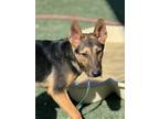 Adopt Moose Tracks a Black Shepherd (Unknown Type) / Australian Cattle Dog /