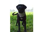 Adopt Ben - Adoptable a Labrador Retriever / Mixed Breed (Medium) / Mixed dog in