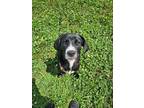 Adopt Jerry - Adoptable a Labrador Retriever / Mixed Breed (Medium) / Mixed dog