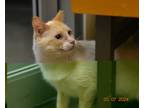 Adopt Buttercup a Siamese / Mixed (short coat) cat in Ft.