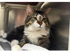 Adopt Squishy a Brown Tabby Domestic Mediumhair / Mixed Breed (Medium) / Mixed
