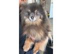 Adopt Miss Kitty a Pomeranian dog in Windsor, CO (41379537)