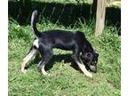 Adopt Waffles a Black Mixed Breed (Medium) / Mixed Breed (Medium) / Mixed (short