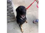 Adopt Hoid a Black Mixed Breed (Small) / Mixed Breed (Medium) / Mixed (short
