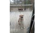 Adopt Chop a Tan/Yellow/Fawn - with Black German Shepherd Dog / Mixed dog in