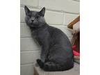 Adopt Archer a Gray or Blue Russian Blue / Mixed Breed (Medium) / Mixed (short