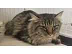 Adopt Doc a Brown Tabby Domestic Mediumhair / Mixed Breed (Medium) / Mixed