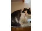 Adopt Galileo a Gray, Blue or Silver Tabby Domestic Longhair (long coat) cat in