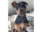 Adopt Nevada a Brown/Chocolate - with White Pit Bull Terrier / Mixed dog in