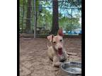 Adopt Icee a Tan/Yellow/Fawn Greyhound / Mixed Breed (Medium) / Mixed (short
