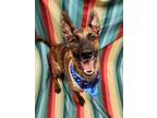 Adopt Dingo a Brown/Chocolate Shepherd (Unknown Type) / Mixed Breed (Medium) /