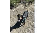 Adopt Copper a Black - with Tan, Yellow or Fawn Doberman Pinscher / Coonhound /