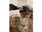 Adopt Ellie a Tan or Fawn American Shorthair / Mixed (short coat) cat in San