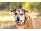 Adopt Meatball a Rhodesian Ridgeback / Shepherd (Unknown Type) / Mixed dog in