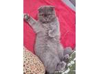Adopt Lunar a Scottish Fold cat in Annapolis, MD (41401366)