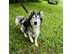 Adopt Hope a Black - with White Husky / Mixed dog in Sanford, NC (41400577)