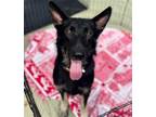Adopt Alix a Black - with Tan, Yellow or Fawn German Shepherd Dog / Mixed dog in