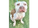 Adopt Burrito a Brindle American Pit Bull Terrier / Mixed Breed (Medium) / Mixed