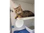 Adopt Poomba a Brown Tabby Domestic Mediumhair / Mixed Breed (Medium) / Mixed