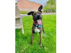 Adopt Thor a Brown/Chocolate Mixed Breed (Small) / Mixed Breed (Medium) / Mixed