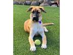 Adopt Noelle D6683 a Tan/Yellow/Fawn German Shepherd Dog / Labrador Retriever /