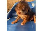 Adopt Simba a Brown/Chocolate Border Terrier / Mixed dog in Chula Vista
