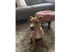 Adopt Delilha a Tan/Yellow/Fawn - with White Boxer / Pit Bull Terrier / Mixed