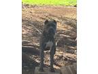 Adopt Spookie Girl a Gray/Silver/Salt & Pepper - with White Cane Corso /