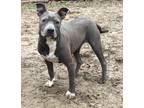 Adopt Joy a Gray/Silver/Salt & Pepper - with White Mutt / Mixed dog in Lakeland