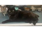 Adopt Rufus a Manx / Mixed (short coat) cat in Valley Park, MO (41386784)