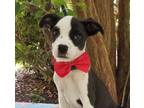 Adopt Waldo a Terrier (Unknown Type, Small) / Mixed dog in Darlington