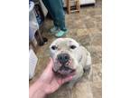 Adopt Sherman a American Staffordshire Terrier / Mixed dog in Darlington