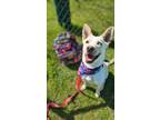 Adopt Dibby a Husky / Mixed dog in Darlington, SC (40874973)