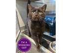 Adopt Checkers a All Black Domestic Shorthair / Mixed Breed (Medium) / Mixed