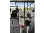 Adopt Miss Patch a White Pointer / Mixed Breed (Medium) / Mixed (short coat) dog