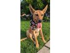 Adopt Brisket a Tan/Yellow/Fawn Shepherd (Unknown Type) / Carolina Dog / Mixed