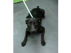 Adopt Maynard a Black Labrador Retriever / Mixed Breed (Medium) / Mixed (short