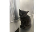 Adopt Tubi a All Black Domestic Shorthair / Mixed Breed (Medium) / Mixed (short