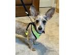 Adopt Papaya a Red/Golden/Orange/Chestnut Dachshund / Mixed Breed (Medium) /