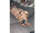 Adopt Myla a Tan/Yellow/Fawn Dachshund / Pug / Mixed dog in Orting