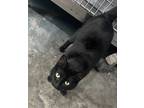 Adopt Clawdia a All Black Domestic Shorthair / Mixed Breed (Medium) / Mixed