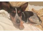 Adopt BETTY a Gray/Silver/Salt & Pepper - with White Rat Terrier / Rat Terrier /