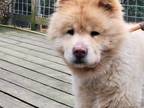 Adopt ARCHIE a Tan/Yellow/Fawn Chow Chow / Mixed dog in Eastsound, WA (40271283)