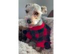 Adopt JUDE in CA a Tan/Yellow/Fawn Cairn Terrier / Mixed dog in Portland