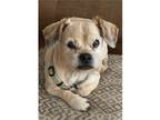 Adopt BAGBY in AZ a Tan/Yellow/Fawn Border Terrier / Mixed dog in Fort Worth